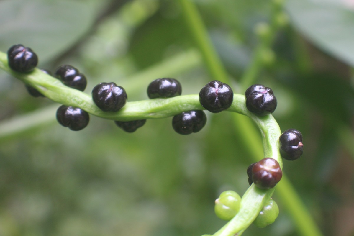 Basellaceae